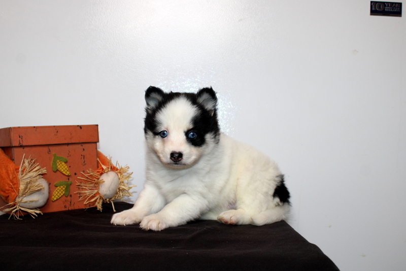 puppy, for, sale, Pomsky, Matthew B. Stoltzfus, dog, breeder, Gap, PA, dog-breeder, puppy-for-sale, forsale, nearby, find, puppyfind, locator, puppylocator, aca